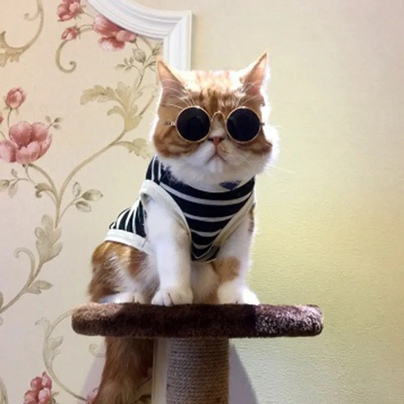 Adorável Eye-Wear óculos para cão pequeno e gato, acessórios para animais, fotos, cão pequeno, 1pc