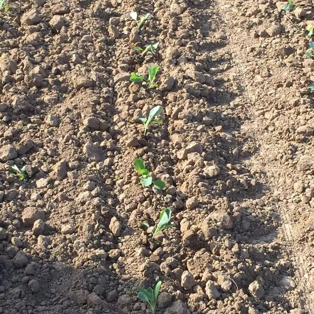 Tomatoes Row Onion Vegetable Seedling Transplant High Efficiency Robot Transplanter Seedling