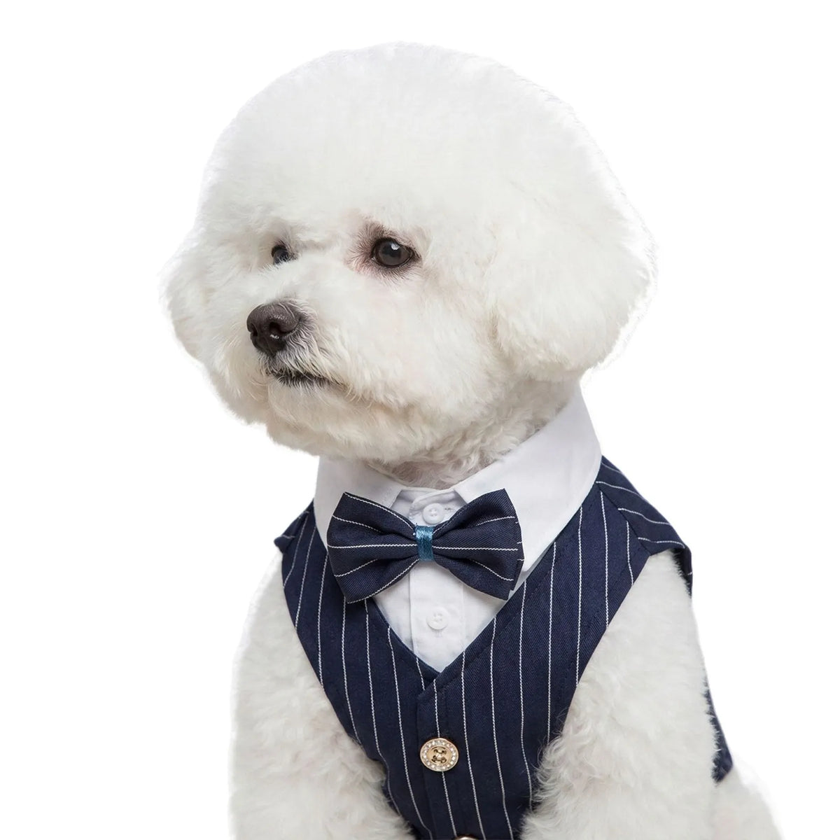 Traje de Primavera para Cães de Estimação: Camisa e Colete de Smoking para Casamento, Fantasia de Cavalheiro para Teddy, Bichon e Cães Pequenos
