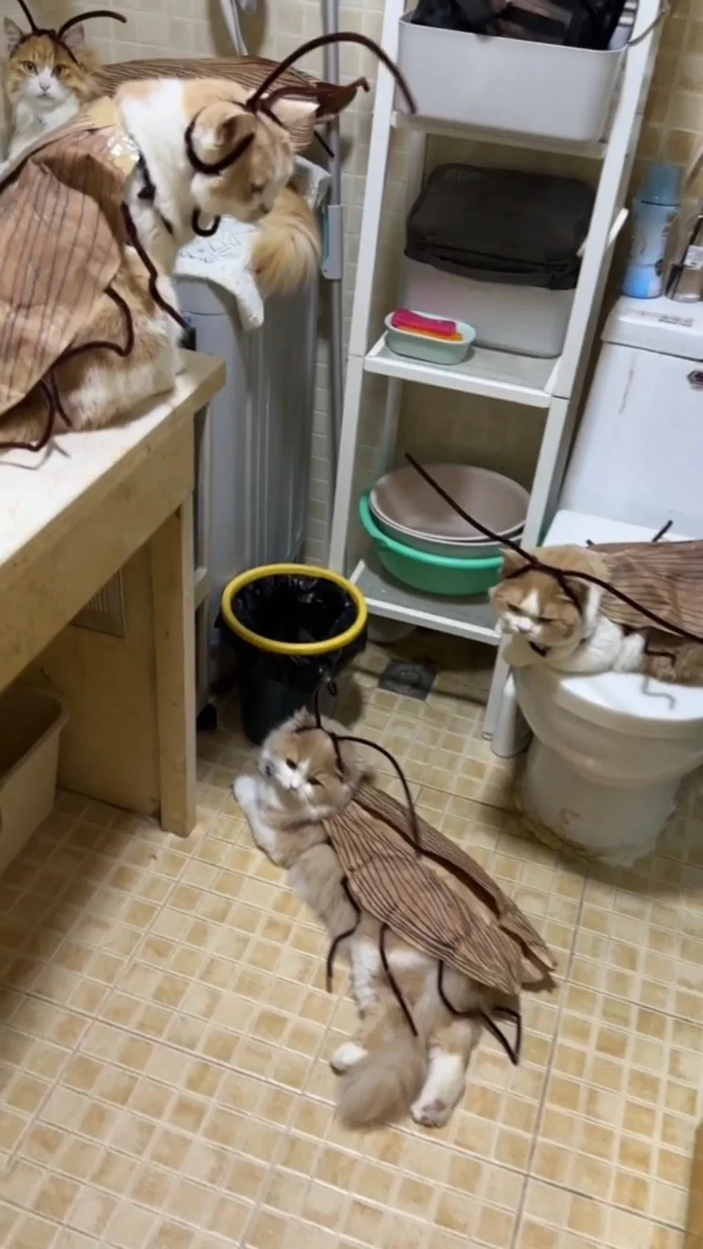 Fantasia de Gato com Capuz de Barata para Halloween, Traje Engraçado para Animais de Estimação, Roupa para Festas e Festivais, para Gatinhos e Filhotes de Porte Pequeno e Médio, Adereços para Fotos