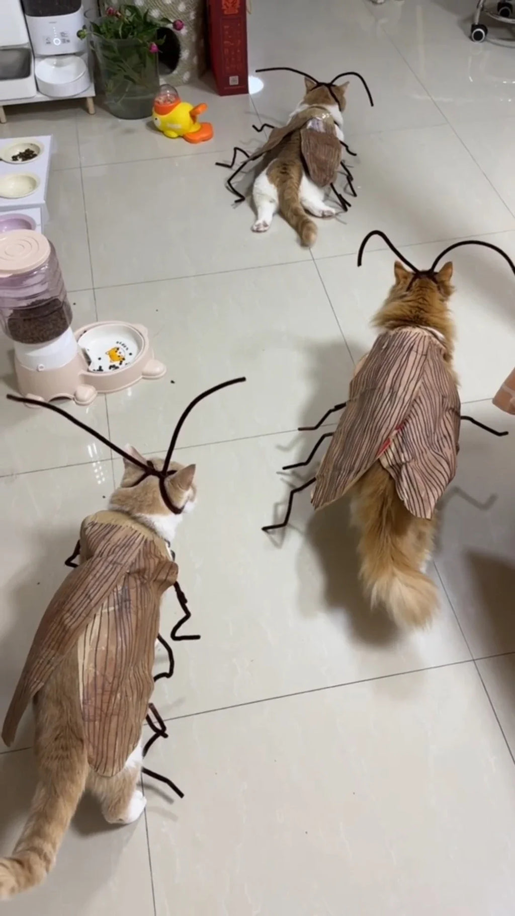 Fantasia de Gato com Capuz de Barata para Halloween, Traje Engraçado para Animais de Estimação, Roupa para Festas e Festivais, para Gatinhos e Filhotes de Porte Pequeno e Médio, Adereços para Fotos