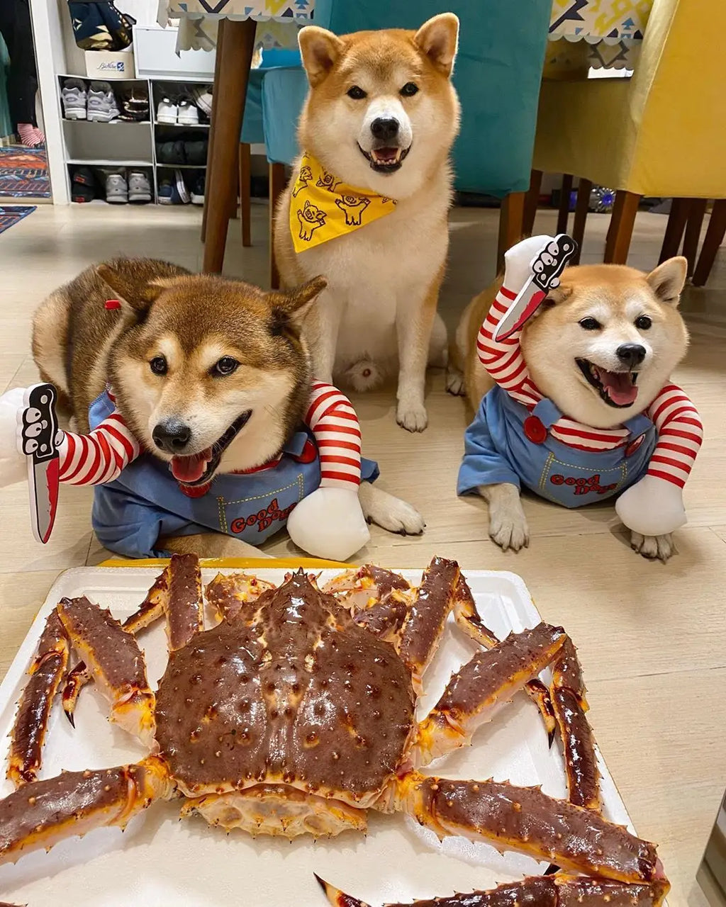 Fantasia de Halloween para Animais de Estimação – Vestido para Cães Pequenos e Médios – Roupa Divertida e Estilosa para Cães e Gatos Brincando com Roupas Engraçadas