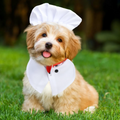 Fantasias Engraçadas para Gatos e Cães, Trajes Divertidos de Halloween para Pets