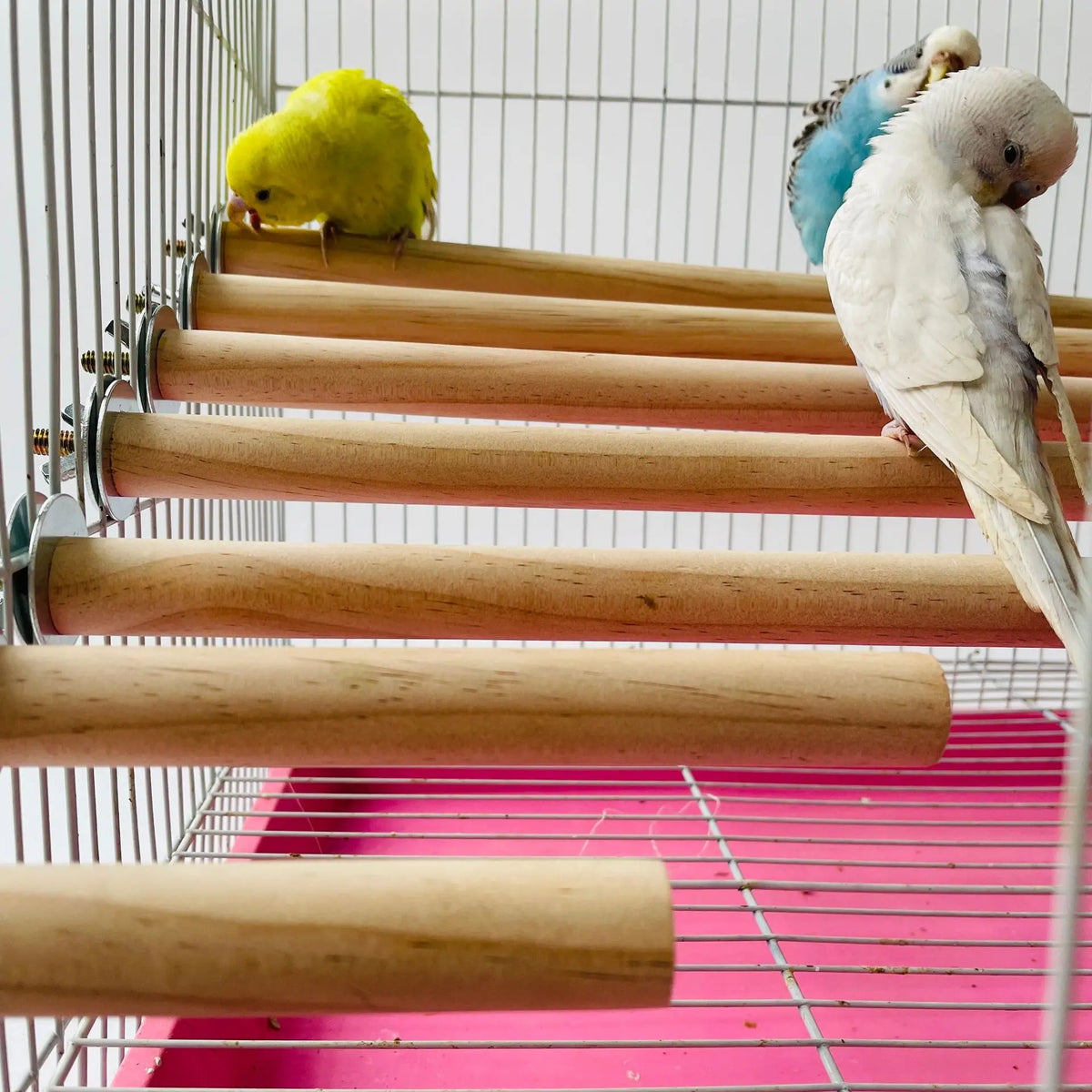 Papagaio animal de estimação cru pé vara de madeira pendurado suporte rack brinquedo sticksstand periquito ramo poleiros para gaiola de pássaros barra suprimentos para animais de estimação