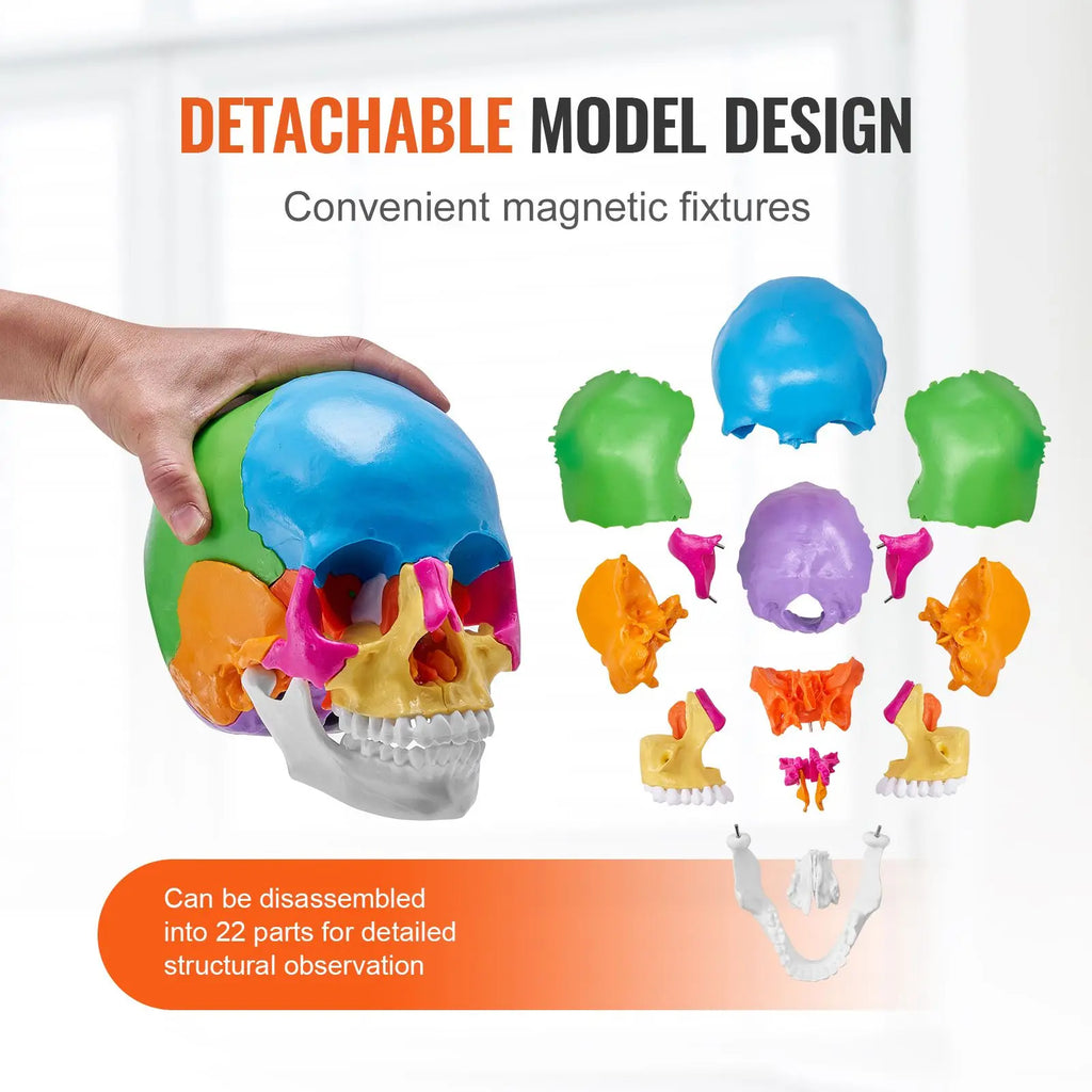 Life-Size Painted Anatomy Skull Model 22 Part Human PVC Skull with Detachable Learni Medical Science Tool