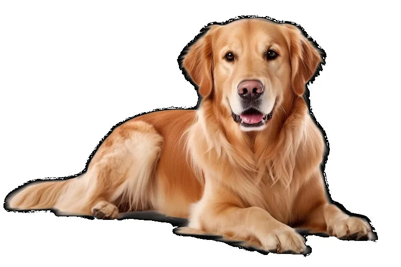 Lavadora de Animais de Estimação Personalizada com Sistema de Múltiplas Opções de Pagamento e Secagem, Design Amigável para Animais para Uso em Pet Shops e Residências