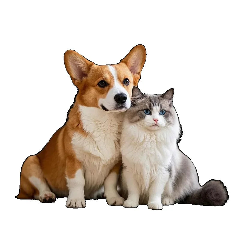Lavadora de Animais de Estimação Personalizada com Sistema de Múltiplas Opções de Pagamento e Secagem, Design Amigável para Animais para Uso em Pet Shops e Residências