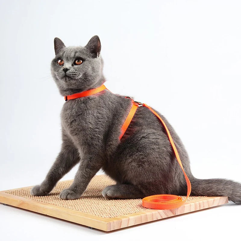 Coleira ajustável para gatos, coleira aconchegante de nylon para coelho, gatinhos, conjunto de coleira para cães e gatos, produtos para animais de estimação
