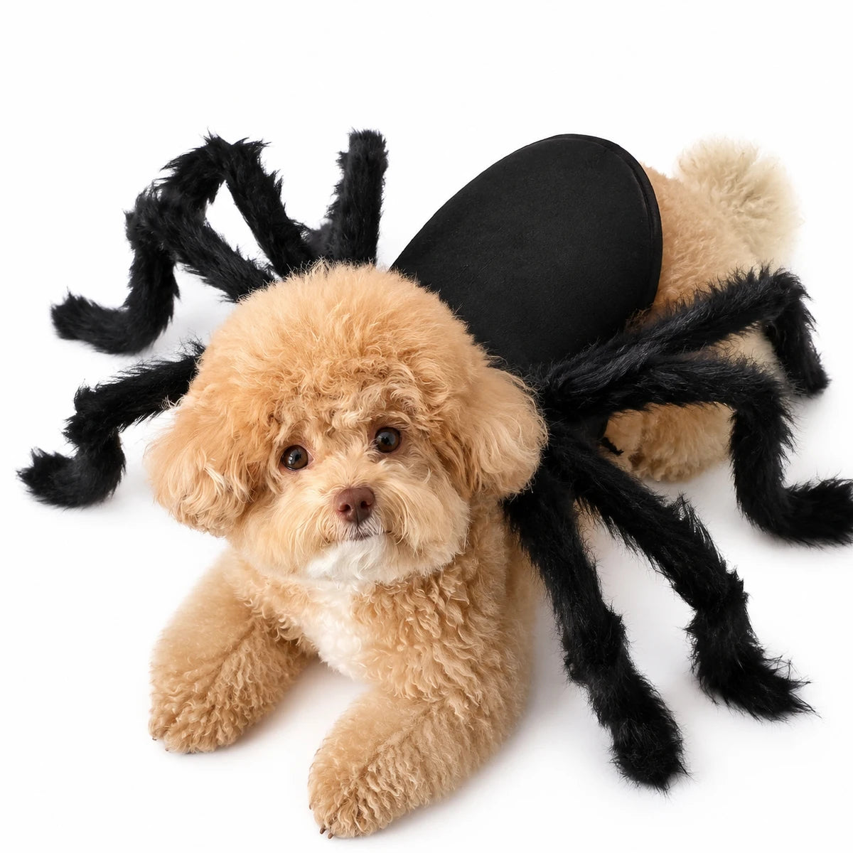 Fantasia de Aranha de Halloween para Gatos e Cães, Roupa Engraçada para Cães e Gatos, Acessórios Divertidos para Festas e Feriados