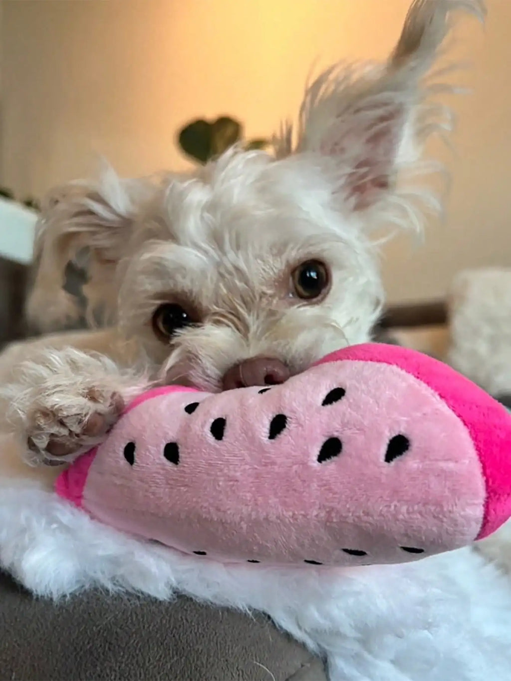 Brinquedo de Pelúcia em Forma de Melancia para Cães e Gatos para Interação e Brincadeira