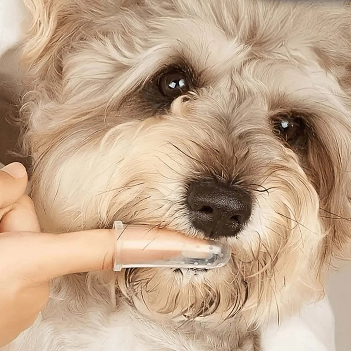 Conjunto de 4 escovas de dedo e escovas de dentes para animais de estimação, limpa os dentes eficazmente - adequado para cães e gatos