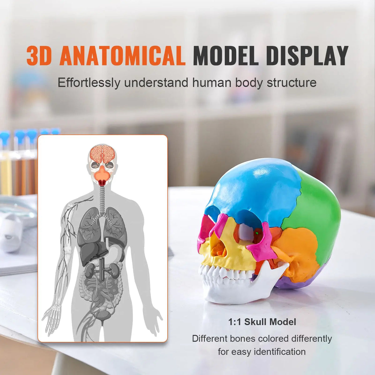 Life-Size Painted Anatomy Skull Model 22 Part Human PVC Skull with Detachable Learni Medical Science Tool