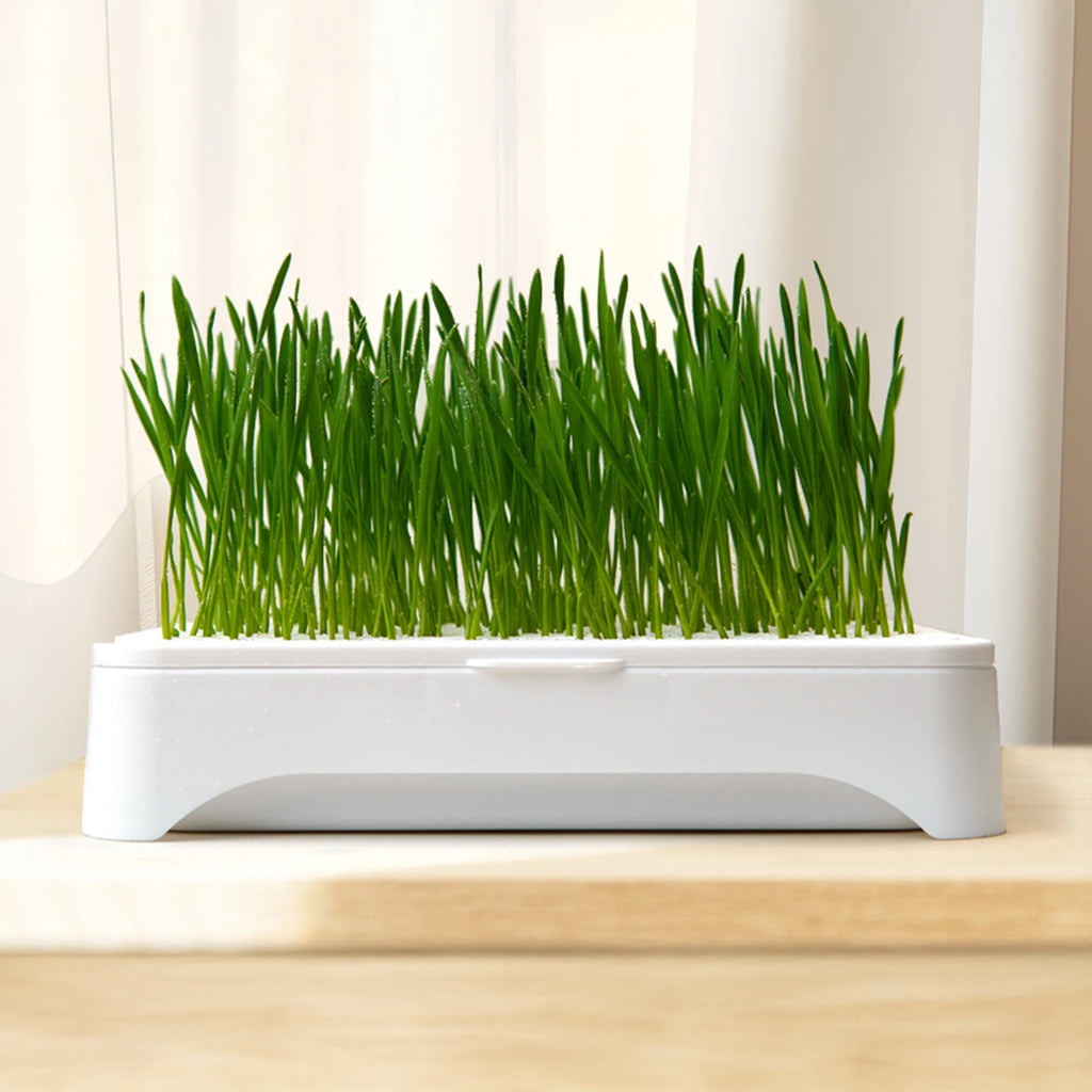 Bacia de plantio de grama para gato de estimação, cultura sem solo, vaso de mudas de trigo, dispositivo hidropônico de grama para gatinhos, vaso de plantio horticultura