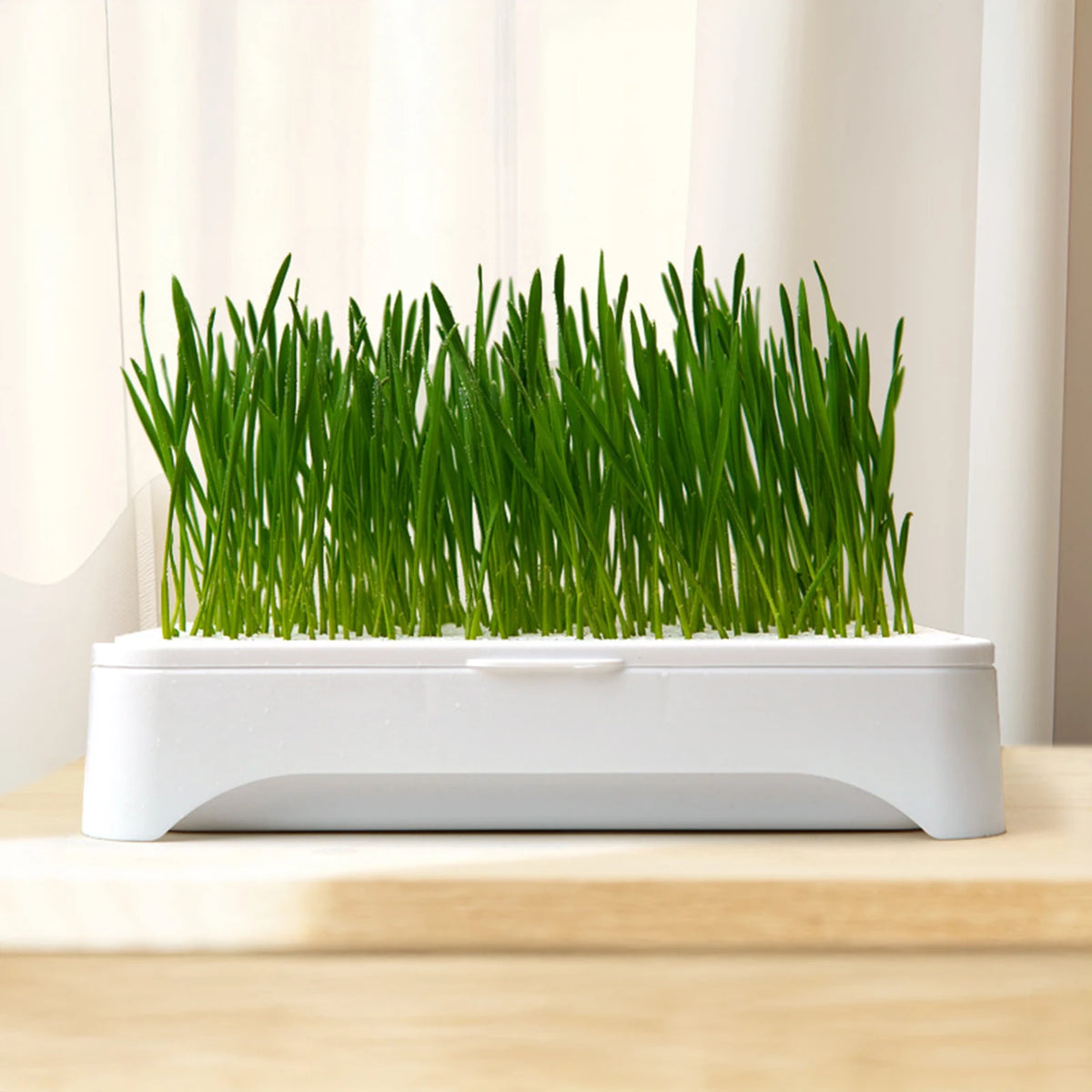 Bacia de plantio de grama para gato de estimação, cultura sem solo, vaso de mudas de trigo, dispositivo hidropônico de grama para gatinhos, vaso de plantio horticultura