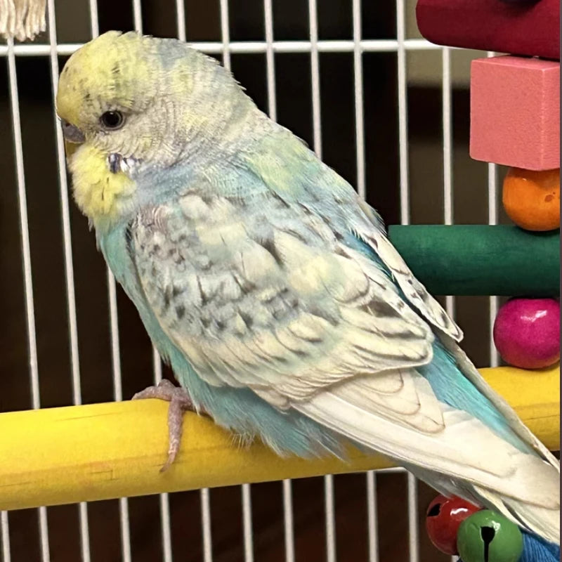 Brinquedos de balanço para pássaros de estimação, suporte de balanço de madeira para papagaio, suprimentos para animais de estimação, balanço colorido aleatório