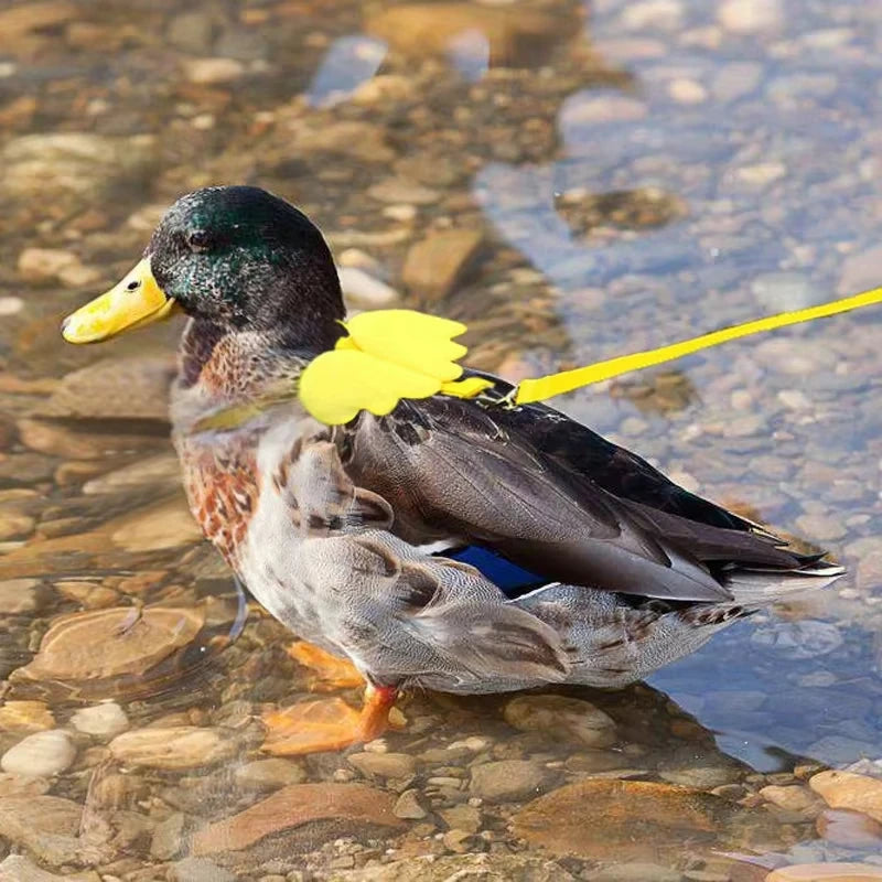 Coleira de pato com asa fofa, arnês de segurança para gato de estimação, filhote de cachorro, gatinho, corda de reboque ajustável, suprimentos para animais de estimação, animais pequenos