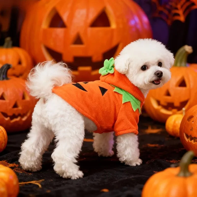 Fantasia de Abóbora para Cães, Oferta Imperdível de Halloween, Roupa Casual para Outono/Inverno.