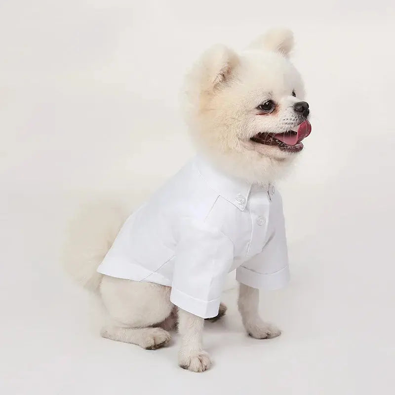 Primavera e outono camisas de fundo para animais de estimação versátil magro roupas para cães boutique roupas da moda para animais de estimação Kasa & Pet