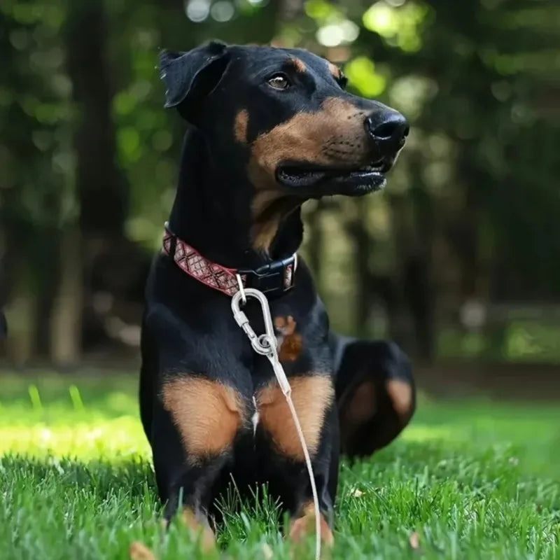 Corda de Amarração Dupla para Cães com Fivela de Metal, Cabo de Aço Antiferrugem, Coleira para Treinamento ao Ar Livre, Alça de Tração Durável