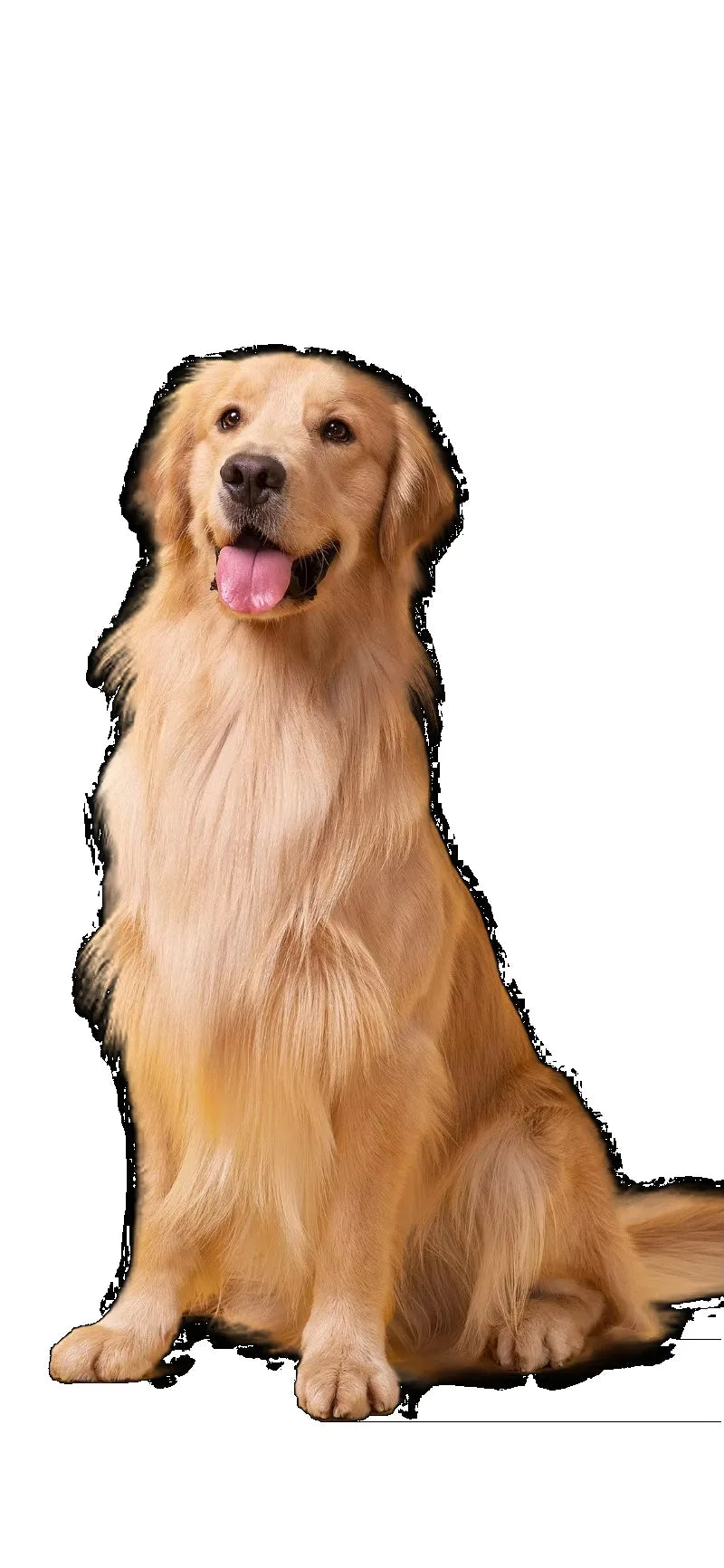 Lavadora de Animais de Estimação Personalizada com Sistema de Múltiplas Opções de Pagamento e Secagem, Design Amigável para Animais para Uso em Pet Shops e Residências