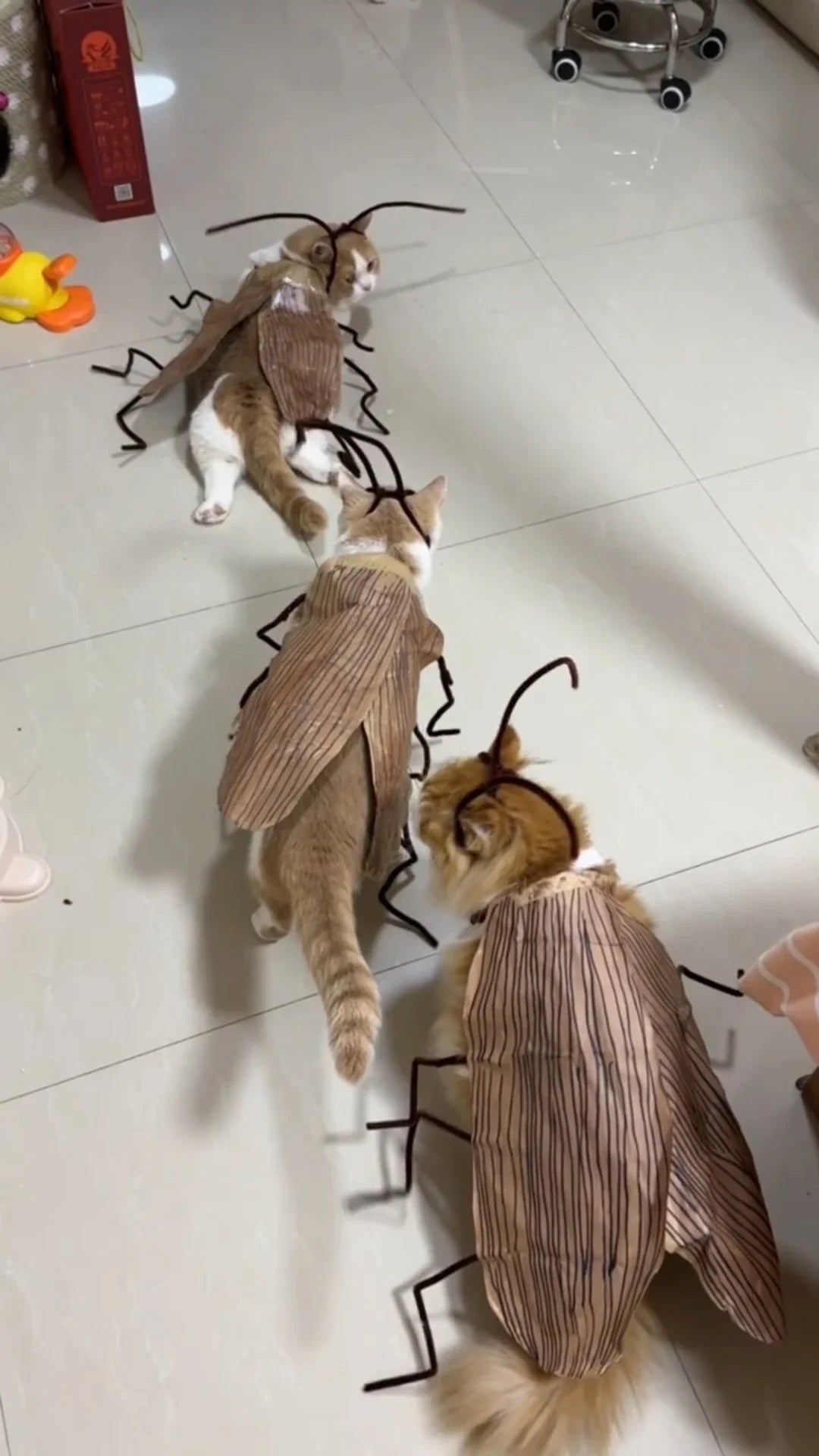 Fantasia de Gato com Capuz de Barata para Halloween, Traje Engraçado para Animais de Estimação, Roupa para Festas e Festivais, para Gatinhos e Filhotes de Porte Pequeno e Médio, Adereços para Fotos