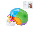 Life-Size Painted Anatomy Skull Model 22 Part Human PVC Skull with Detachable Learni Medical Science Tool