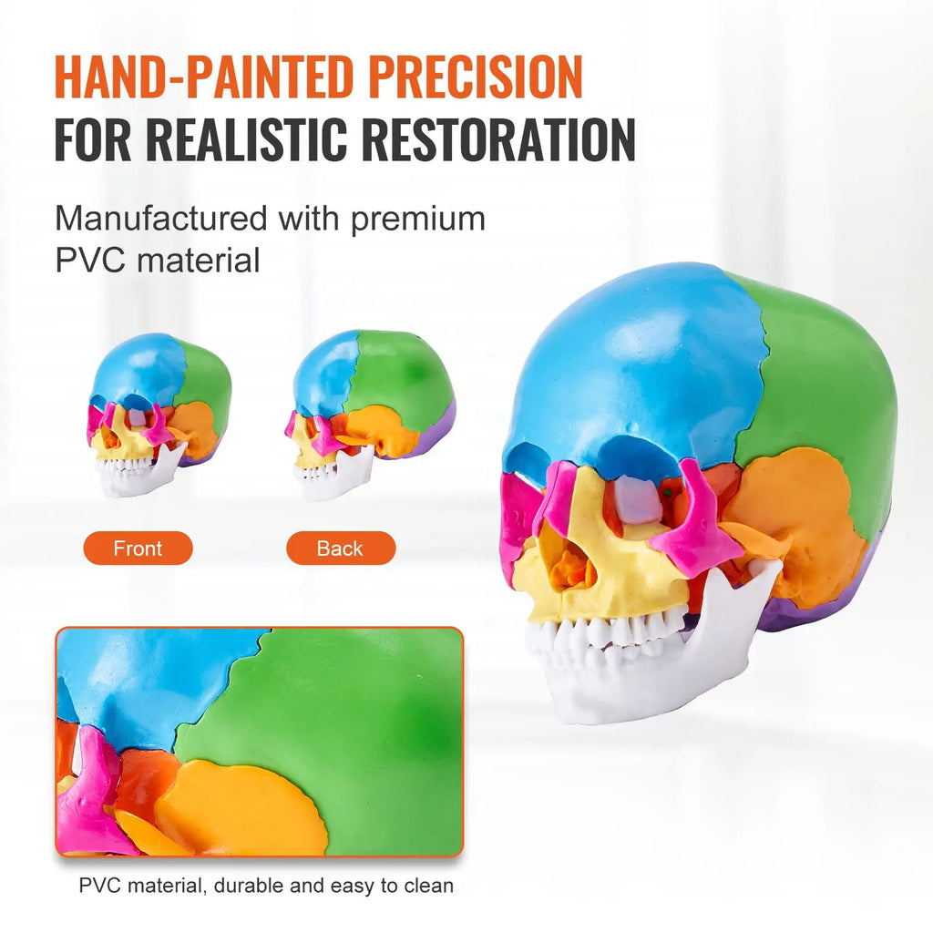 Life-Size Painted Anatomy Skull Model 22 Part Human PVC Skull with Detachable Learni Medical Science Tool