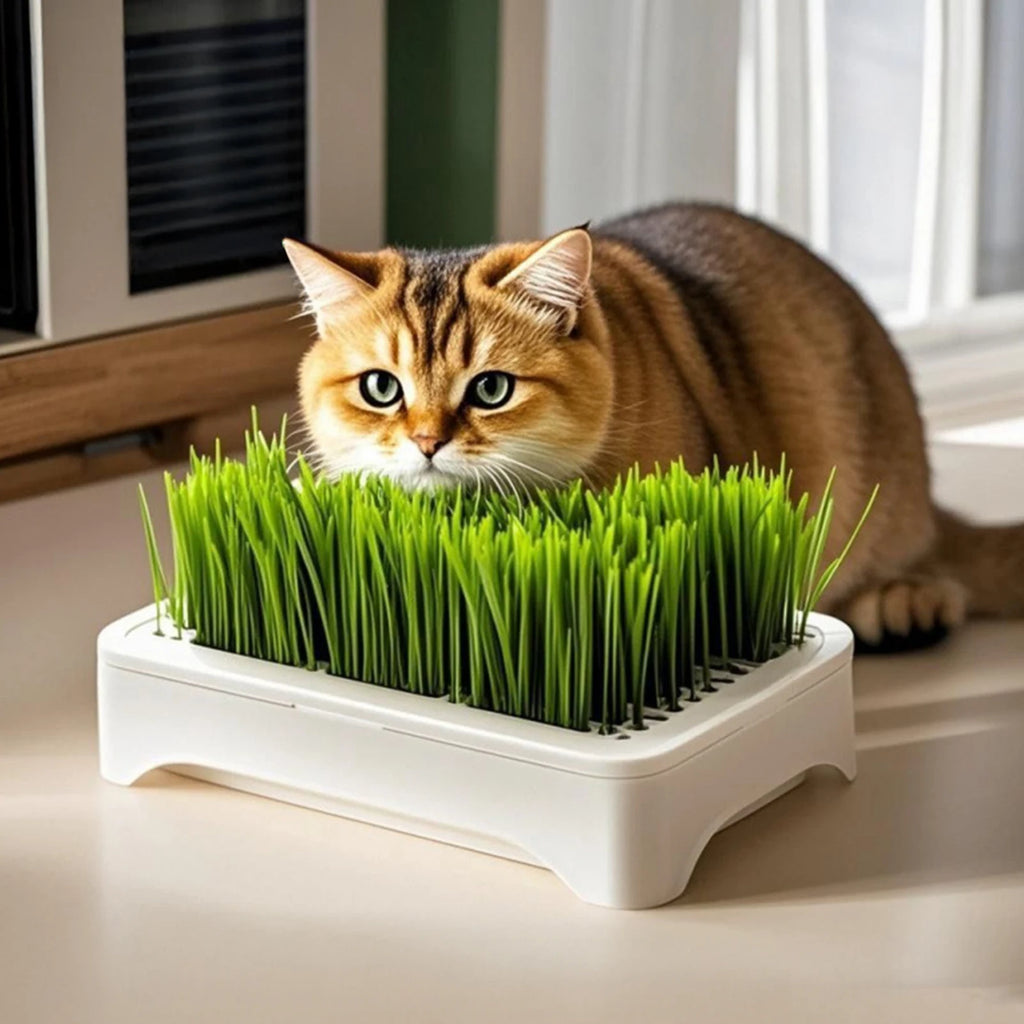 Bacia de plantio de grama para gato de estimação, cultura sem solo, vaso de mudas de trigo, dispositivo hidropônico de grama para gatinhos, vaso de plantio horticultura