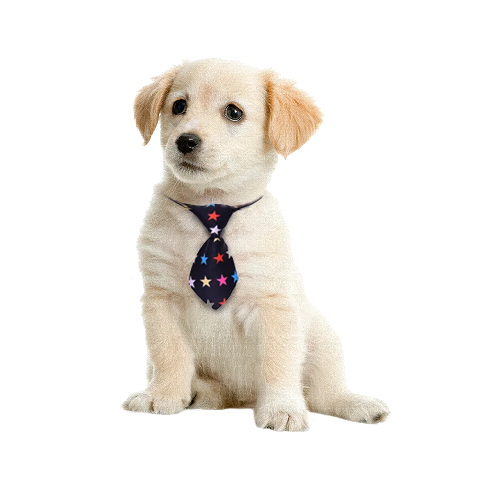 30/50 pçs cão aliciamento animais de estimação cães gravatas pequeno cão bowties acessórios de preparação para cães grandes laços suprimentos para animais de estimação