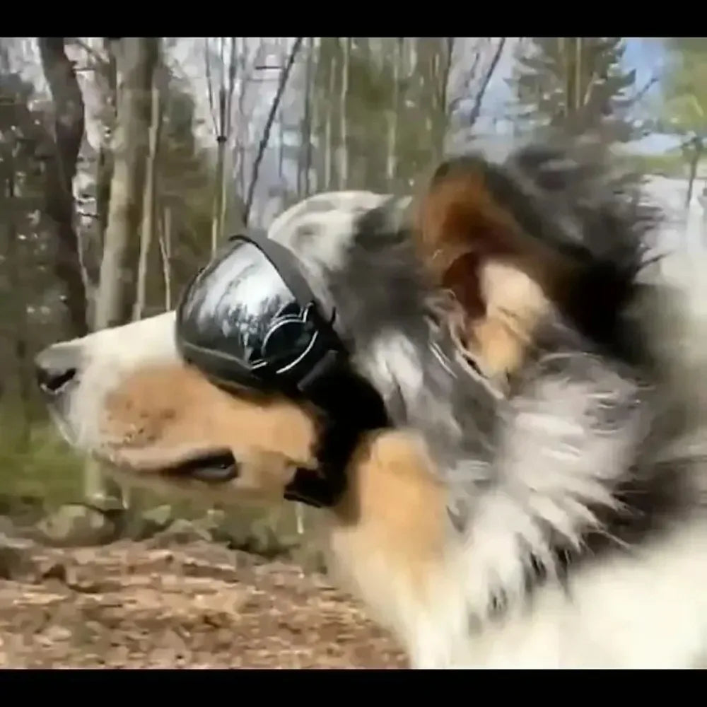 Óculos de sol ajustáveis para cães, com proteção UV, para uso em animais de estimação, proteção para os olhos, cor preta, óculos de sol para cães, artigos para cães.