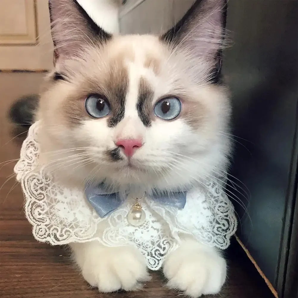 Laço bowknot pérola colar gato cão neckerchief pet gatos gatinho cão filhote de cachorro corda babador colar gravata pescoço cinta cachecol acessórios