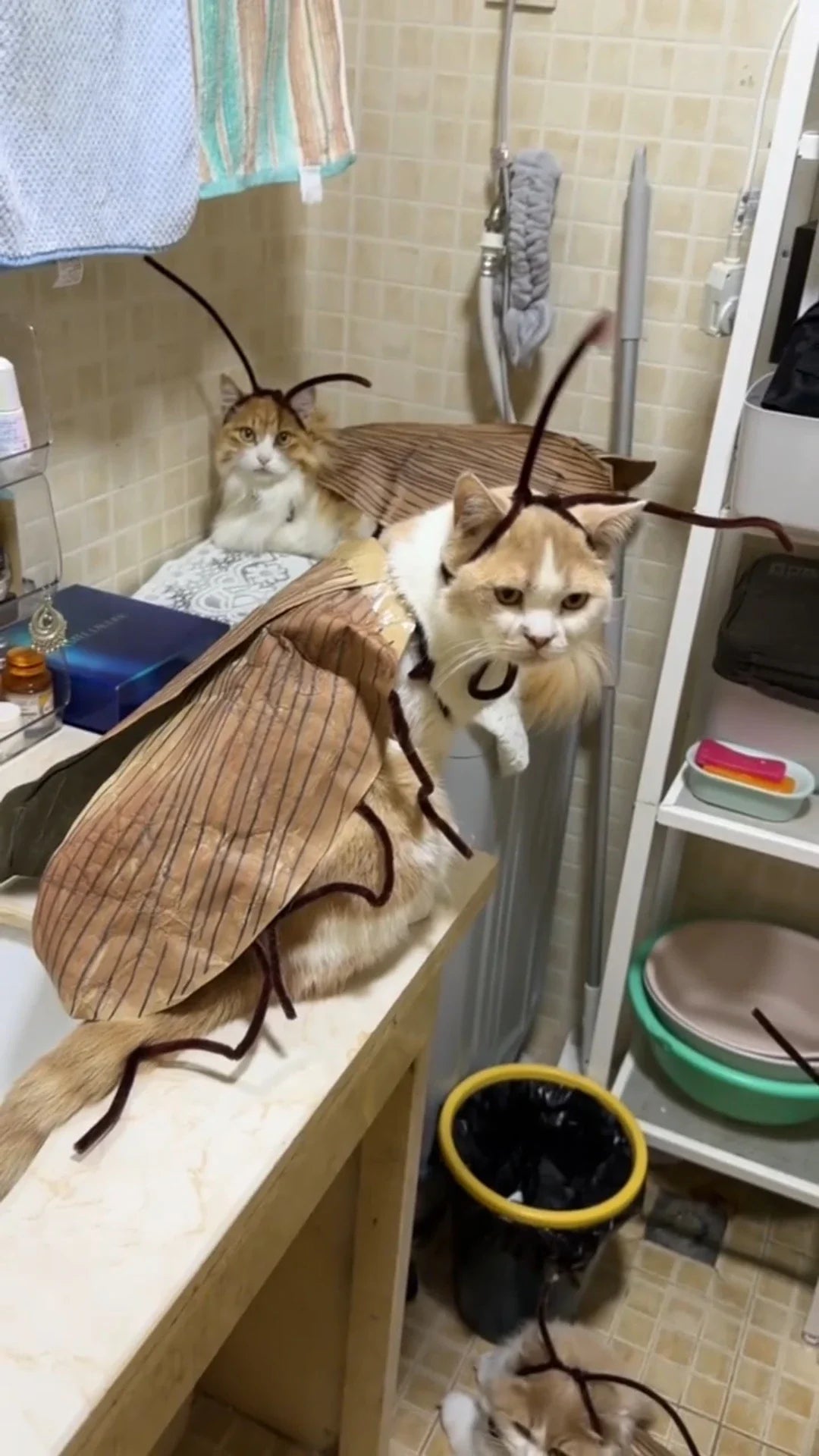 Fantasia de Gato com Capuz de Barata para Halloween, Traje Engraçado para Animais de Estimação, Roupa para Festas e Festivais, para Gatinhos e Filhotes de Porte Pequeno e Médio, Adereços para Fotos