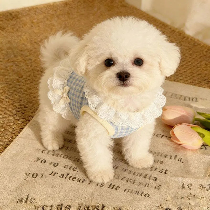 Roupas para cães e gatos, primavera/verão, respirável, confortável, estilo princesa, saia de renda com laço, para cães pequenos, ursinhos de pelúcia