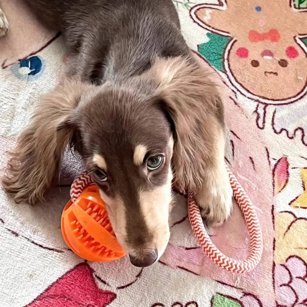 Brinquedo para Cães, Bola de Algodão Resistente a Mordidas, Bola Interativa para Limpeza de Dentes e Treinamento, Brinquedo Educativo