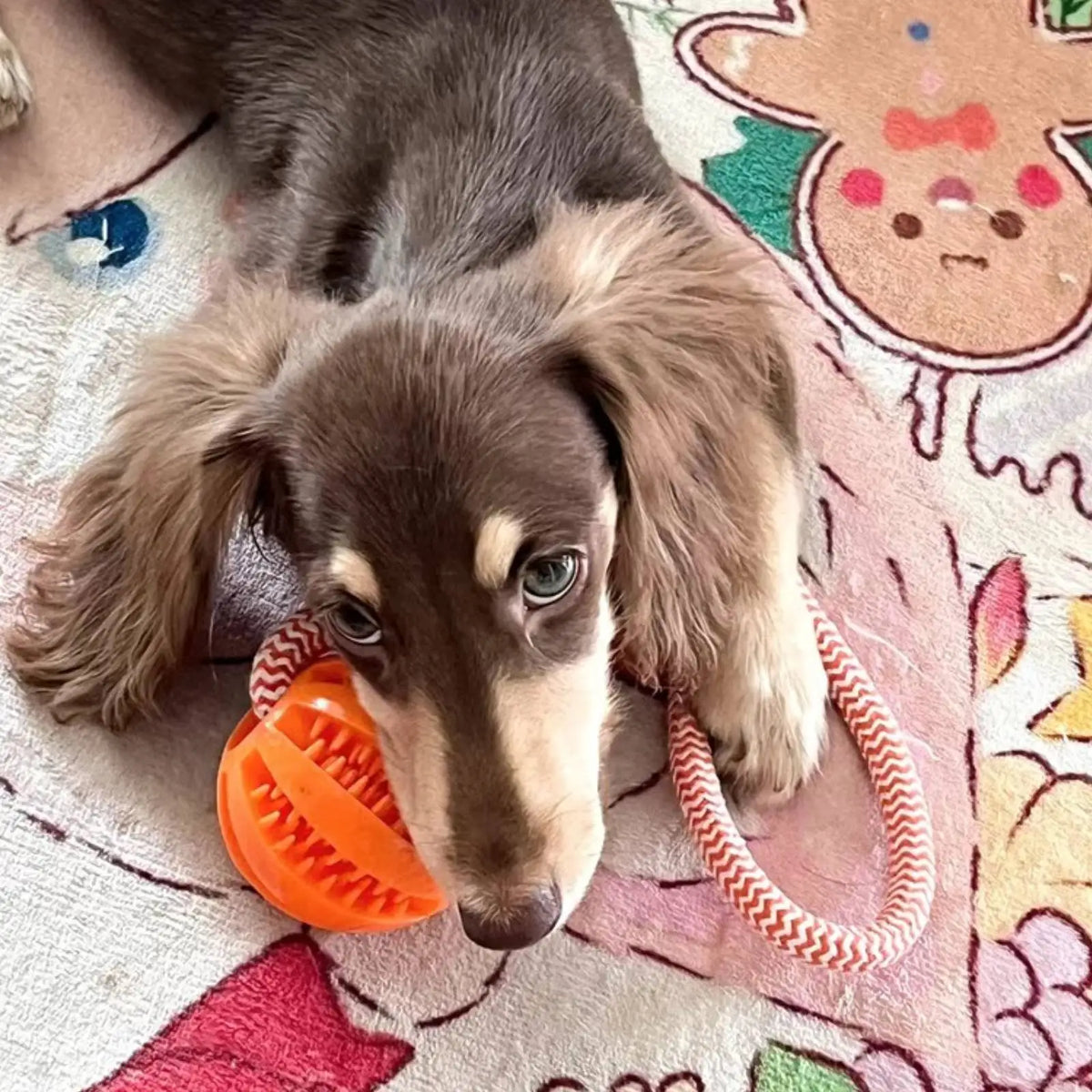 Brinquedo para Cães, Bola de Algodão Resistente a Mordidas, Bola Interativa para Limpeza de Dentes e Treinamento, Brinquedo Educativo