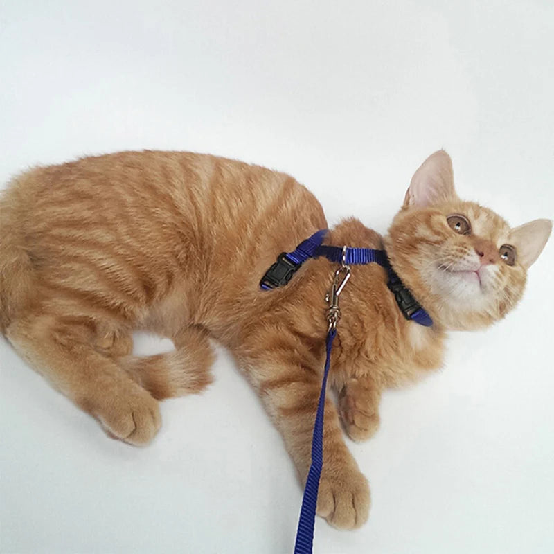 Coleira ajustável para gatos, coleira aconchegante de nylon para coelho, gatinhos, conjunto de coleira para cães e gatos, produtos para animais de estimação